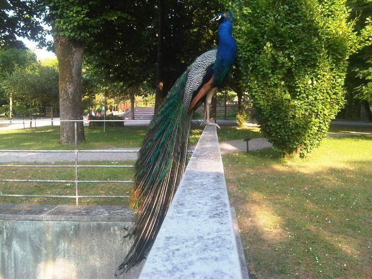 The Famous Peacock House Oporto