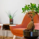 Private Garden - Almada 392