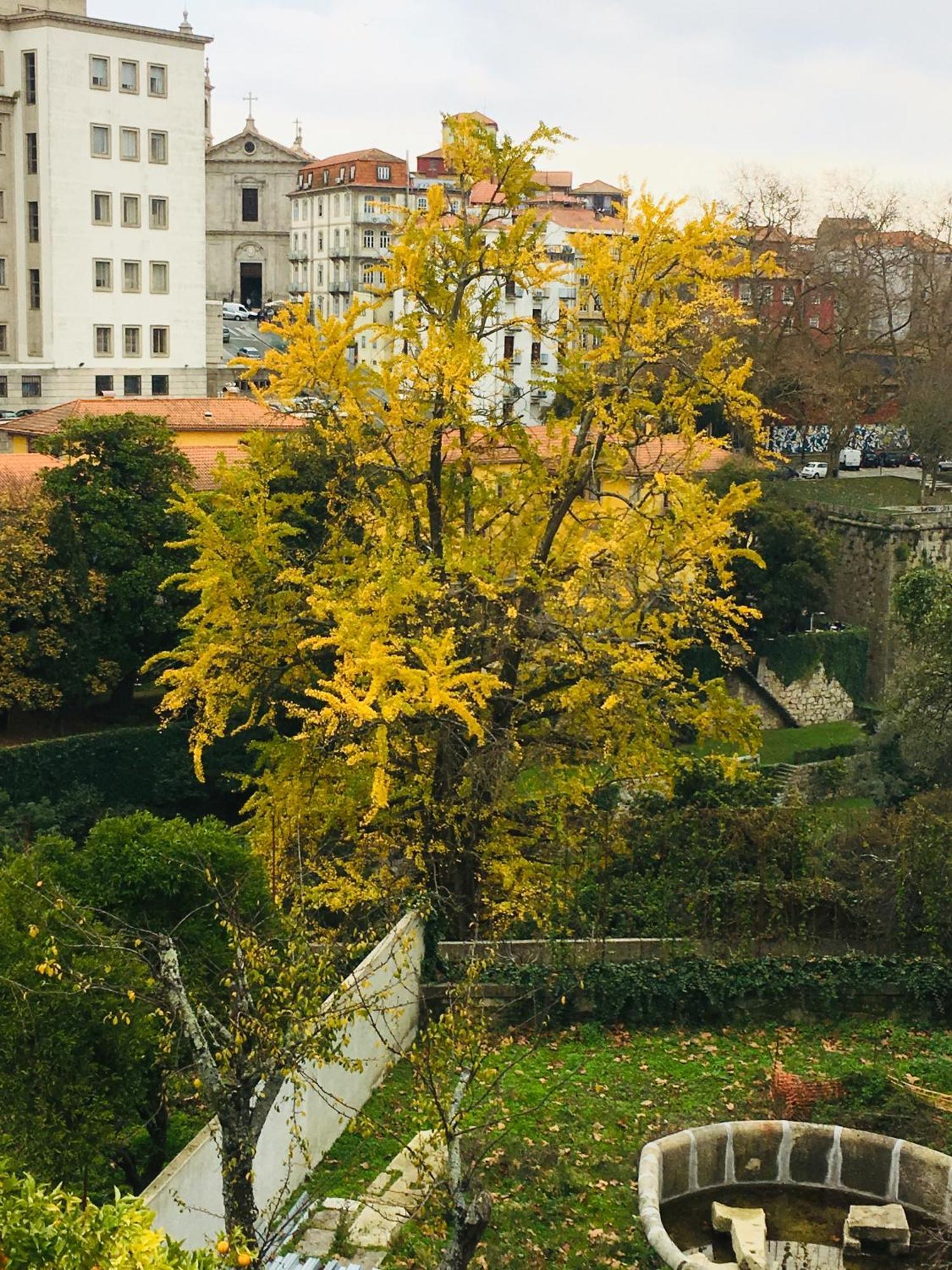 Apartamento Loveporto Varanda Jardim Centro *