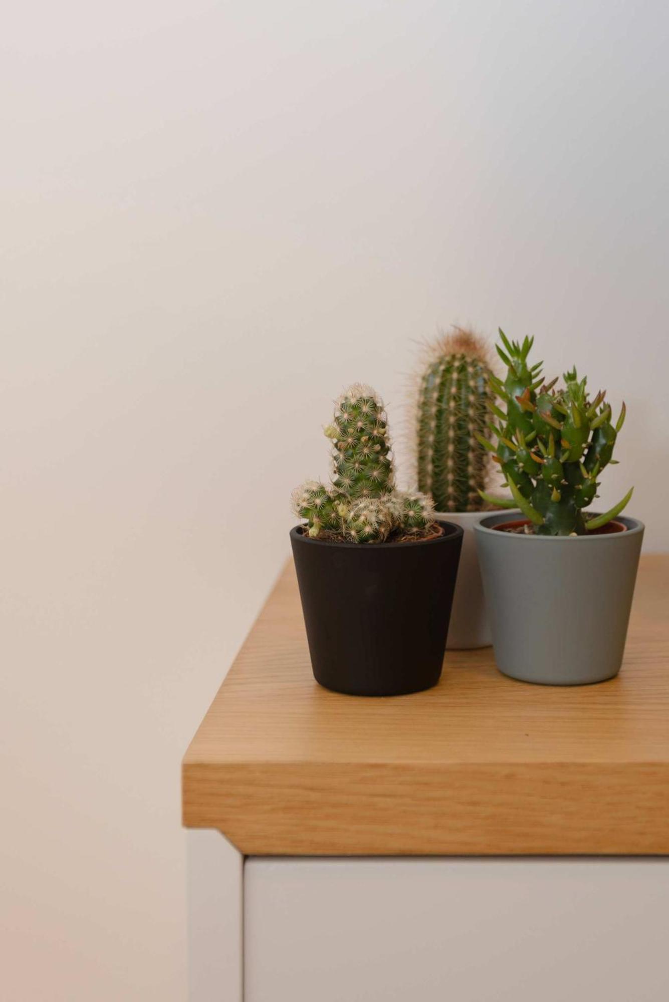 Liiiving In - Invictus Bolhao Market Apartamento