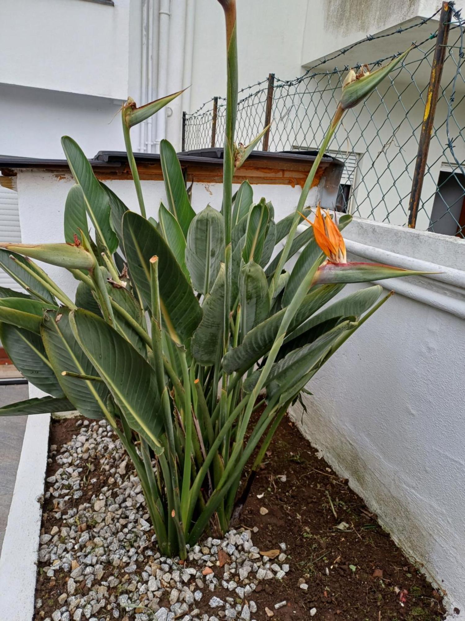 Boa Ventura Guest house Porto